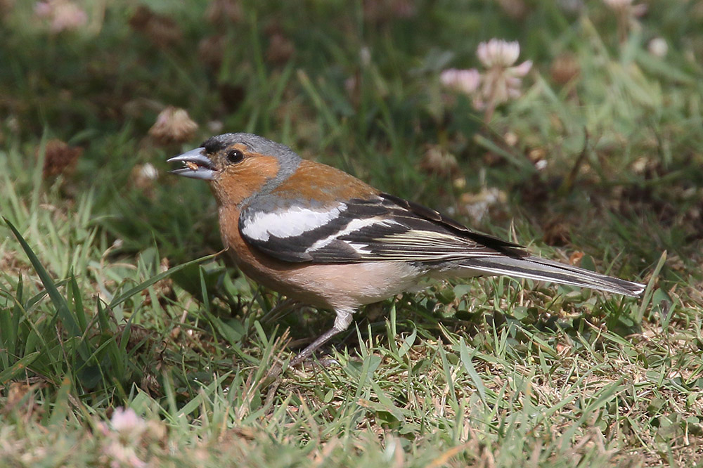 Chaffinch by Mick Dryden