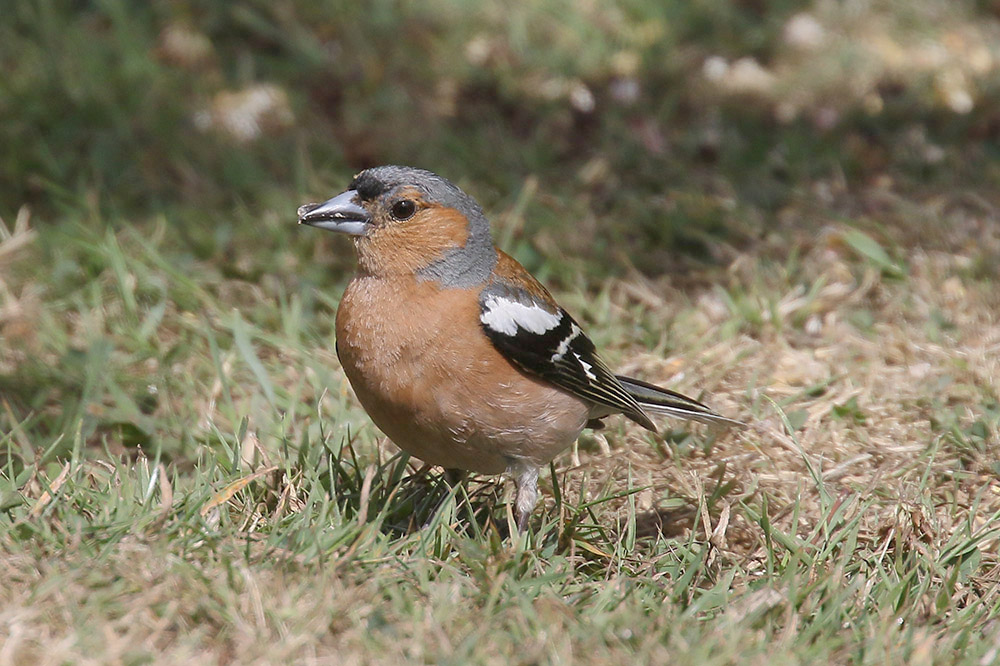 Chaffinch by Mick Dryden