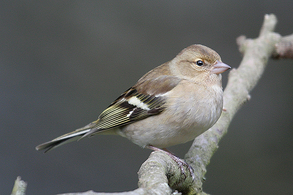 Chaffinch by Mick Dryden