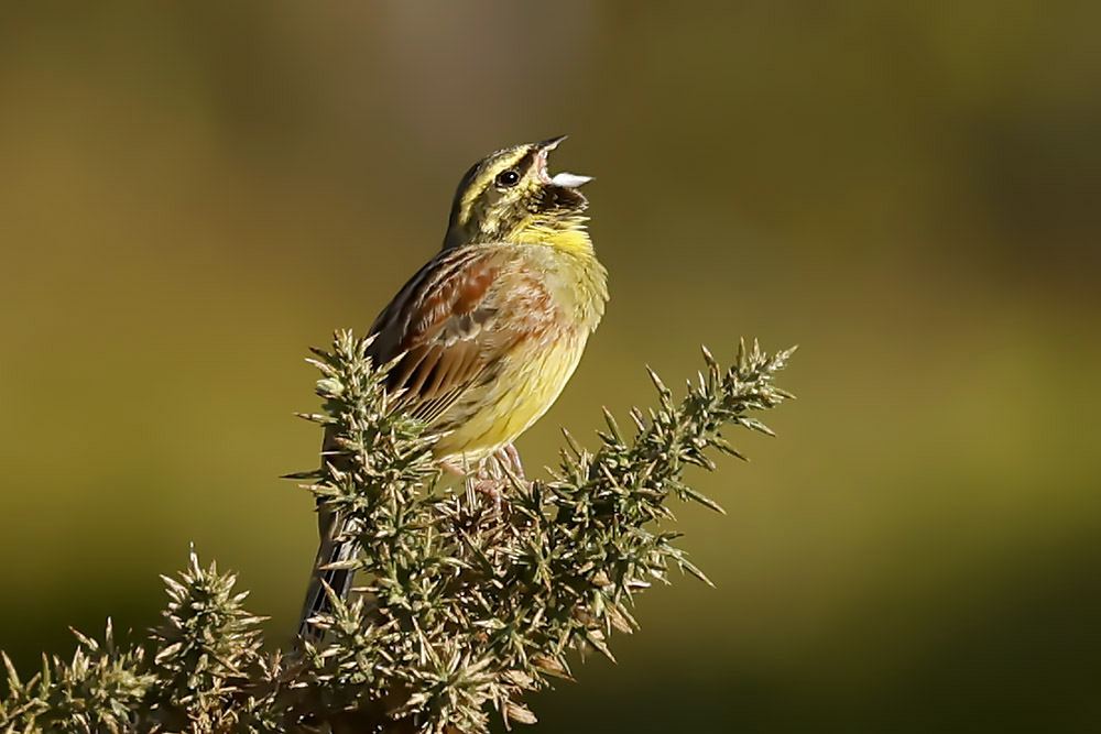 Cirl Bunting by Mick Dryden