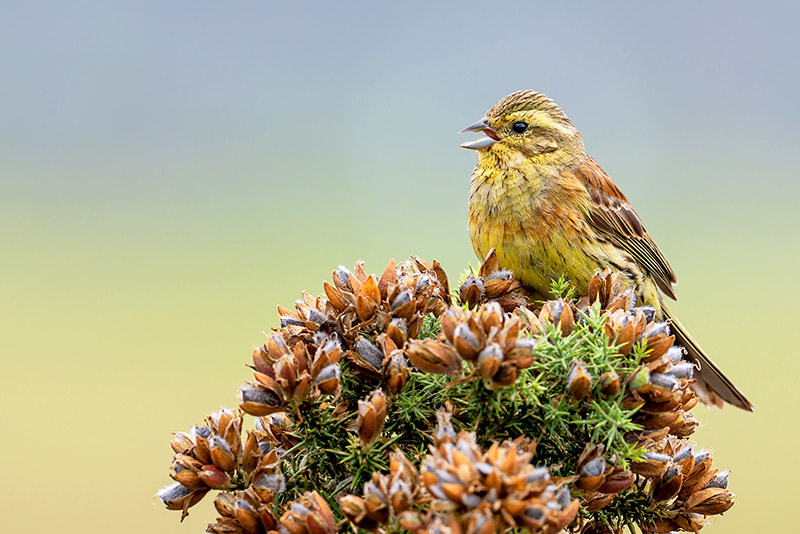 Cirl Bunting by Romano da Costa