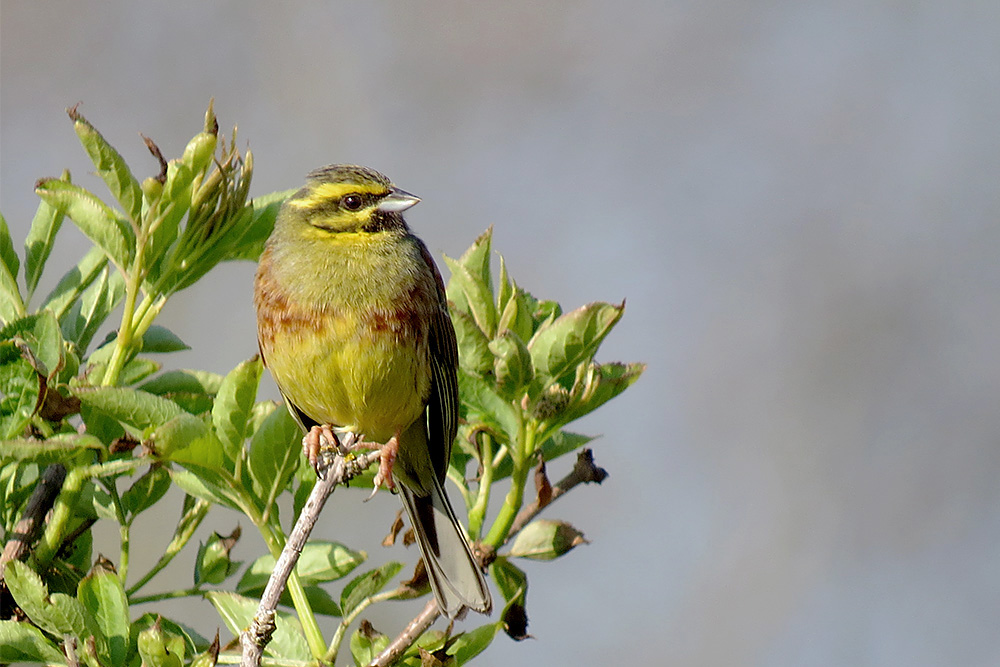 Cirl Bunting by Alan Gicquel