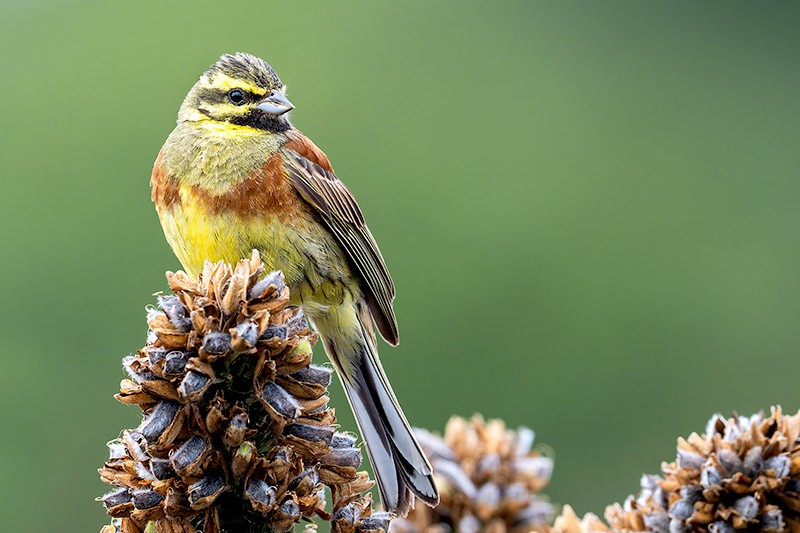 Cirl Bunting by Romano da Costa