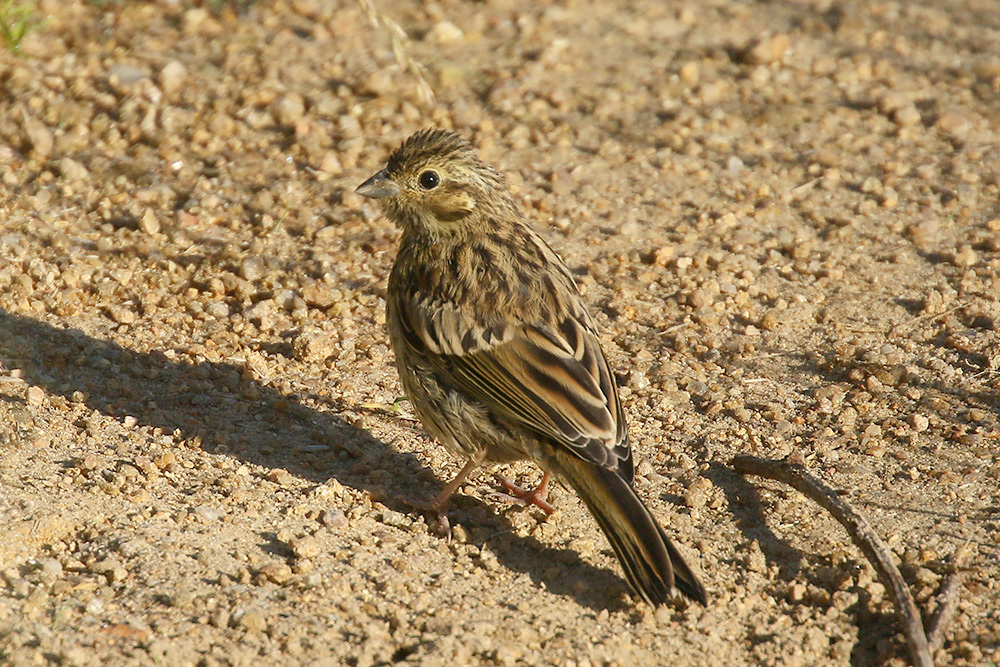 Cirl Bunting by Mick Dryden