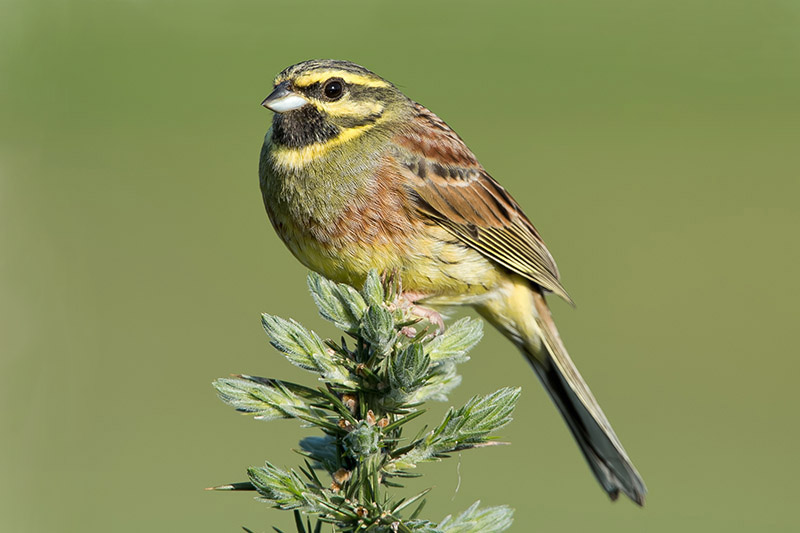 Cirl Bunting by Romano da Costa