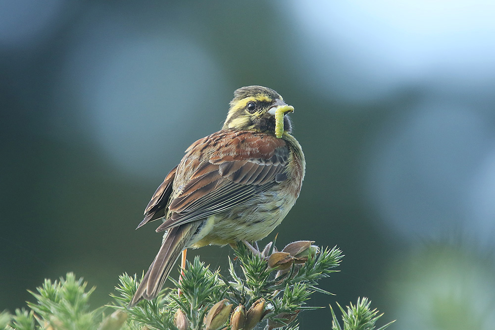 Cirl Bunting by Mick Dryden