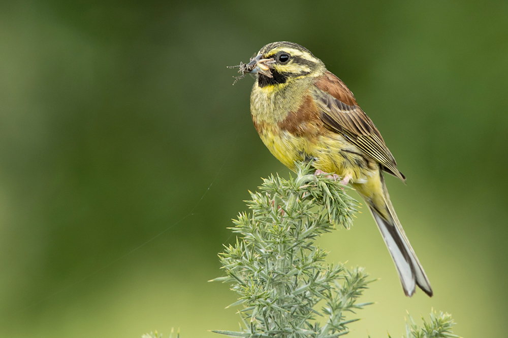 Cirl Bunting by Romano da Costa