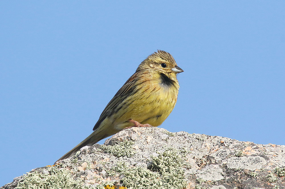 Cirl Bunting by Mick Dryden