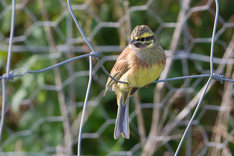 Cirl Bunting by Miranda Collett