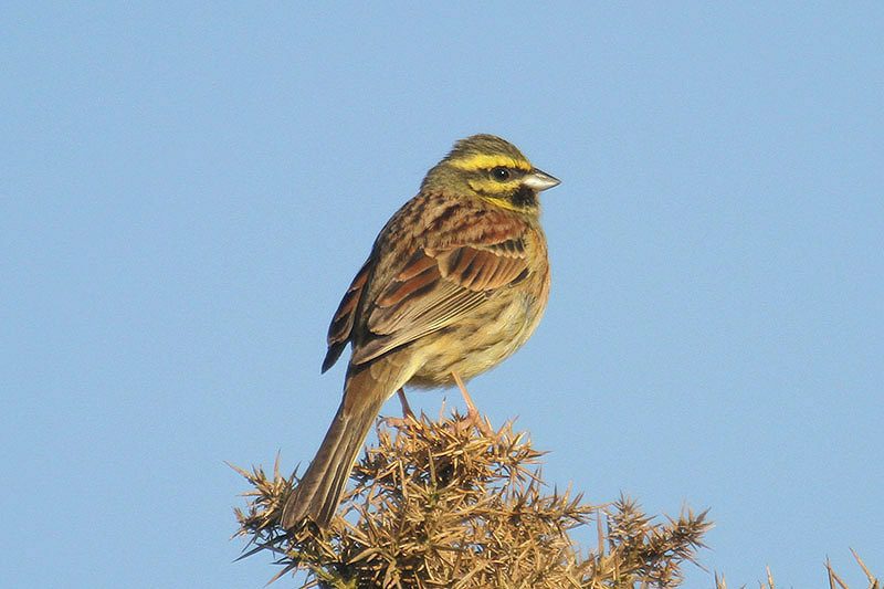 Cirl Bunting by Mick Dryden