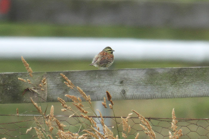 Cirl Bunting by Mick Dryden