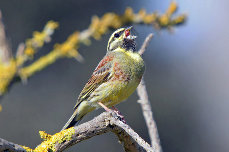 Cirl Bunting by Romano da Costa