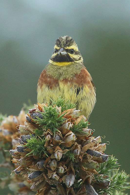 Cirl Bunting by Mick Dryden