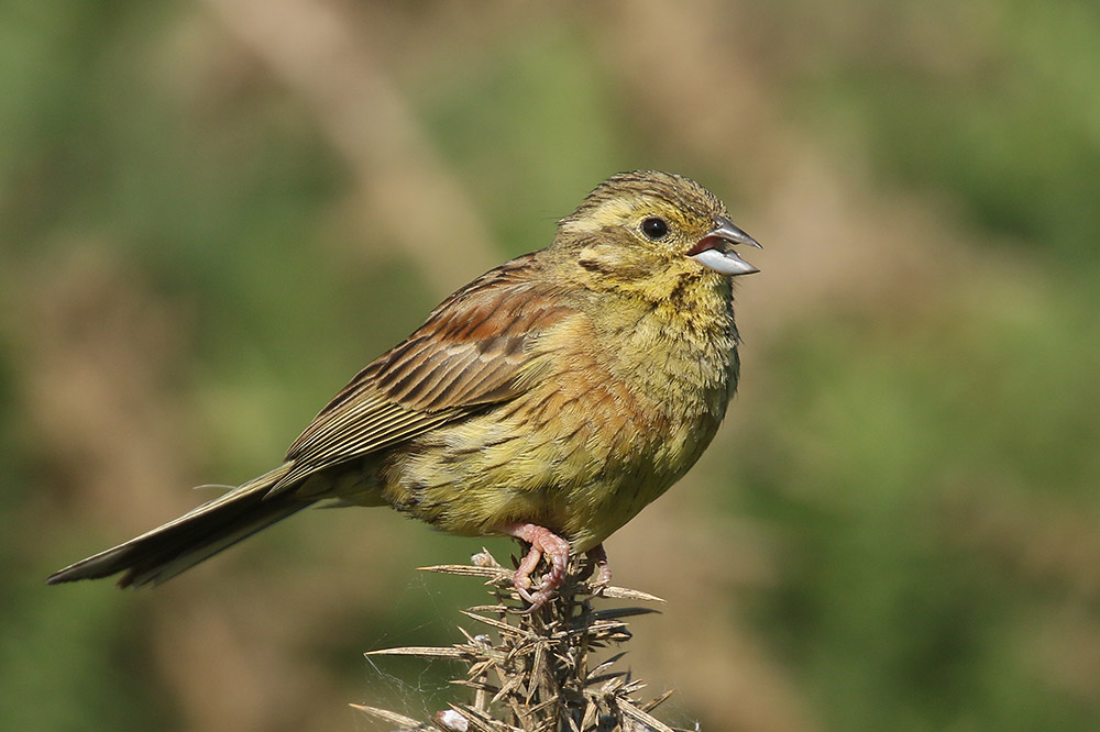 Cirl Bunting by Mick Dryden