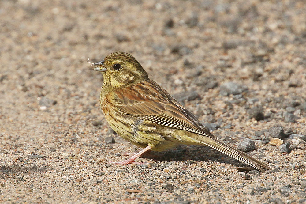 Cirl Bunting by Mick Dryden