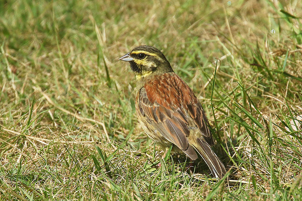 Cirl Bunting by Mick Dryden