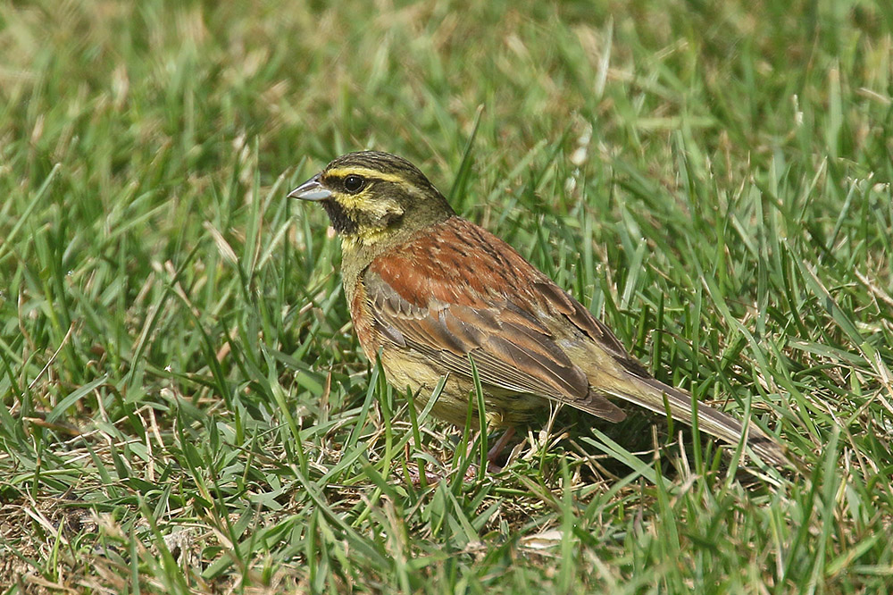 Cirl Bunting by Mick Dryden