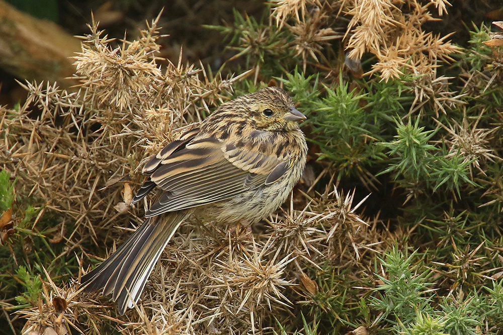 Cirl Bunting by Mick Dryden