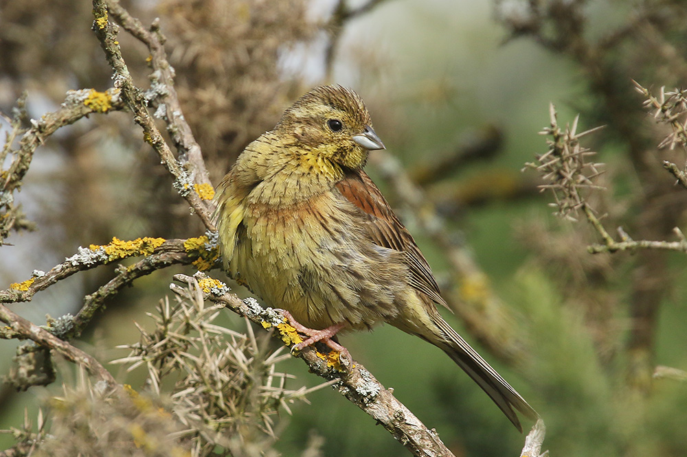 Cirl Bunting by Mick Dryden