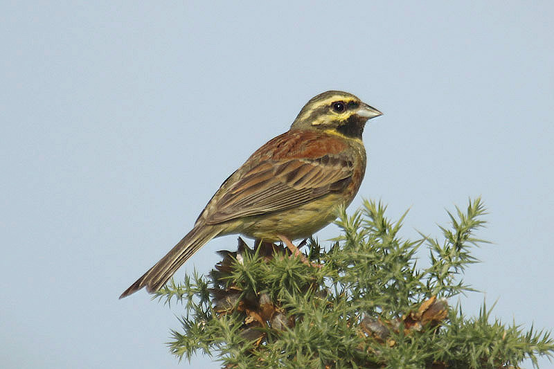 Cirl Bunting by Mick Dryden