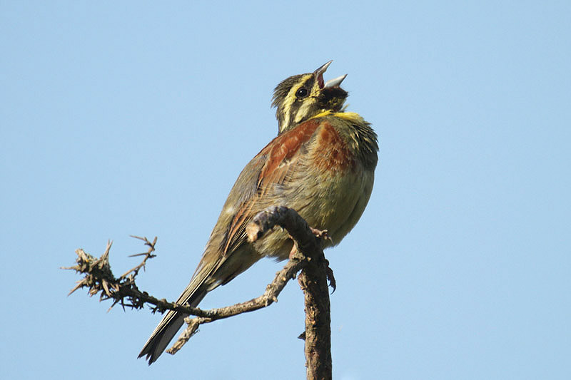 Cirl Bunting by Mick Dryden