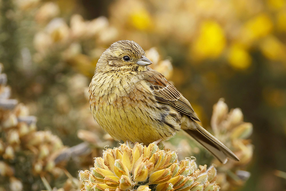 Cirl Bunting by Mick Dryden