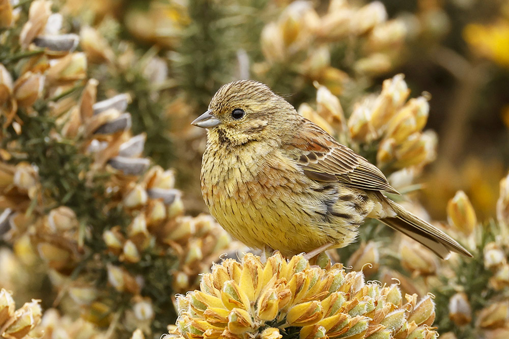 Cirl Bunting by Mick Dryden