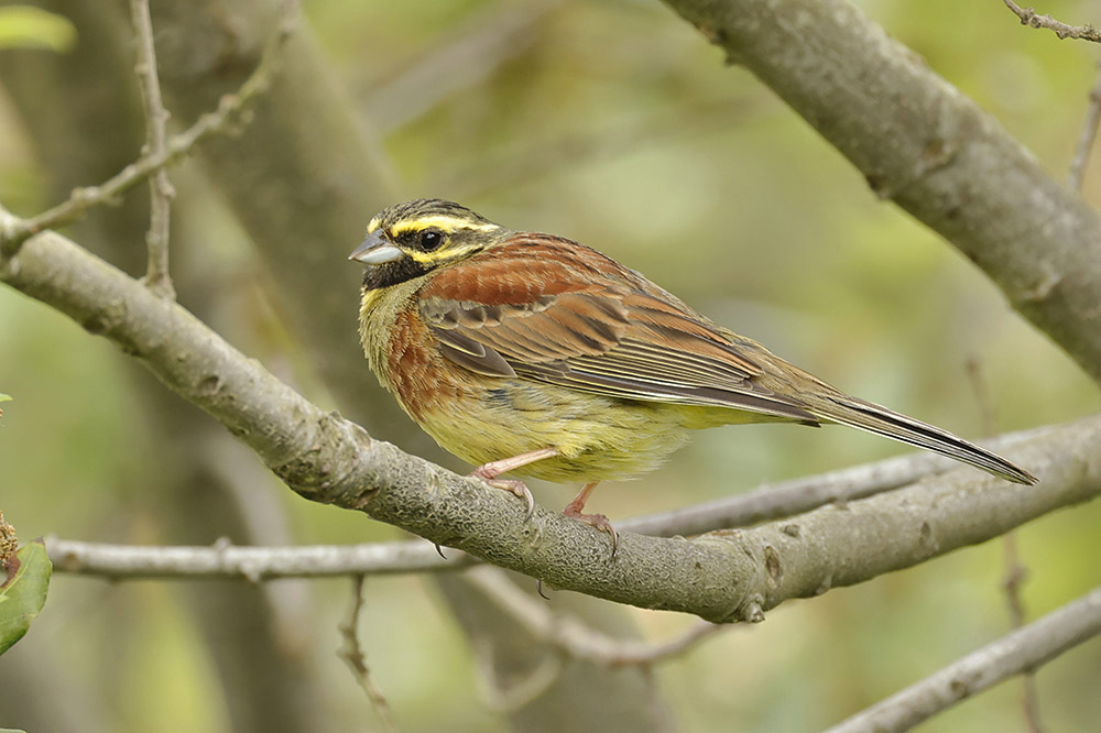 Cirl Bunting by Mick Dryden