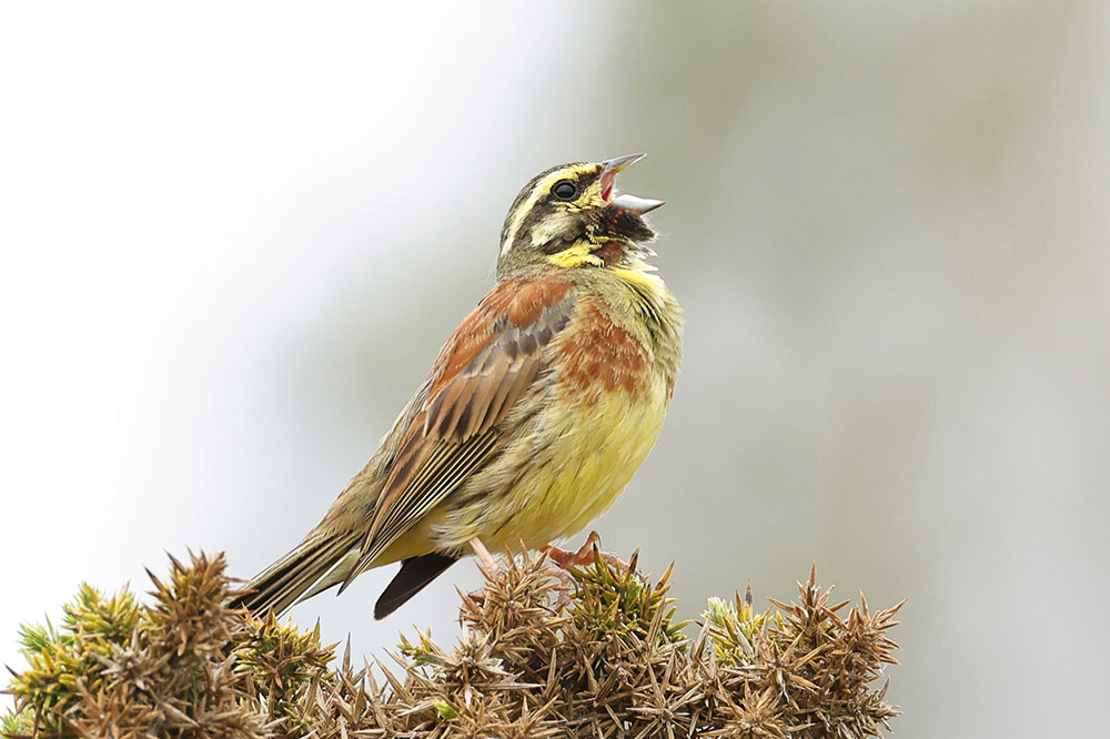 Cirl Bunting by Mick Dryden