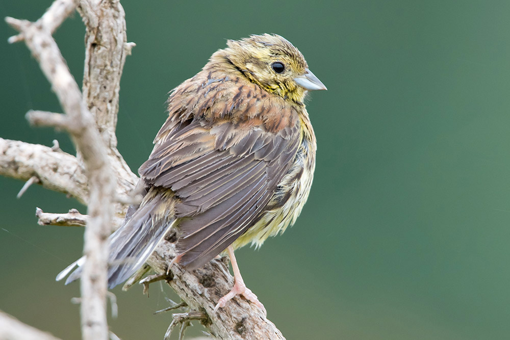 Cirl Bunting by Romano da Costa