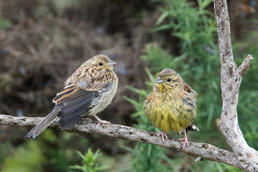 Cirl Bunting by Romano da Costa