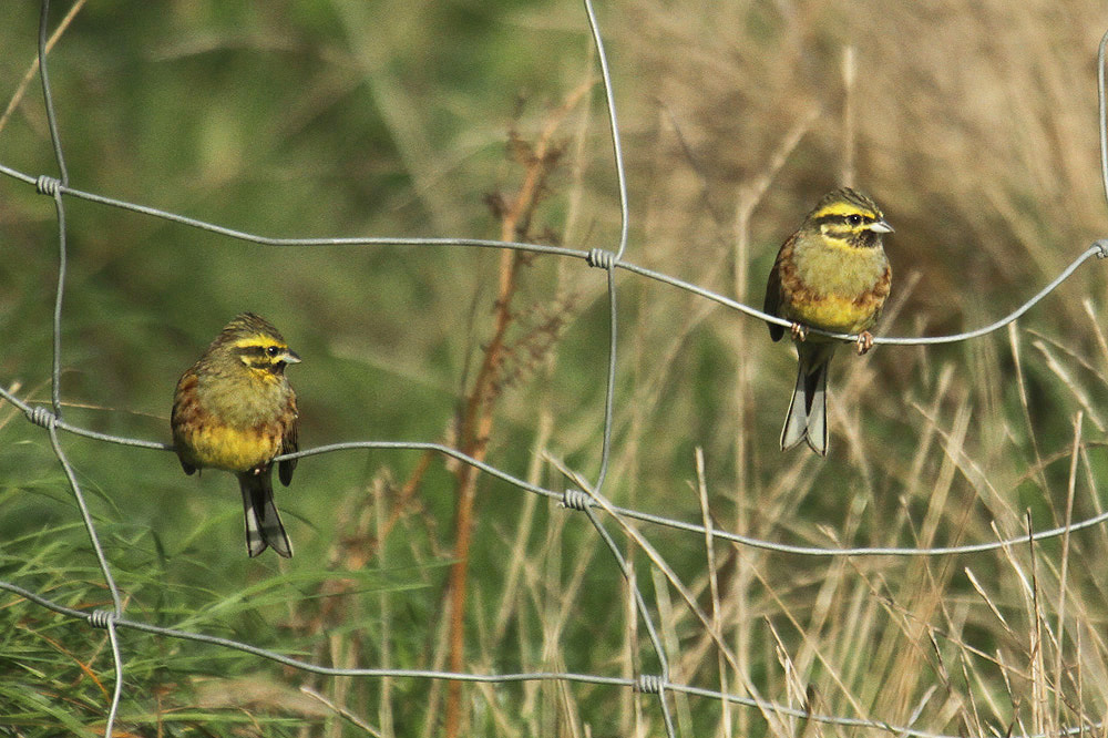 Cirl Bunting by Mick Dryden