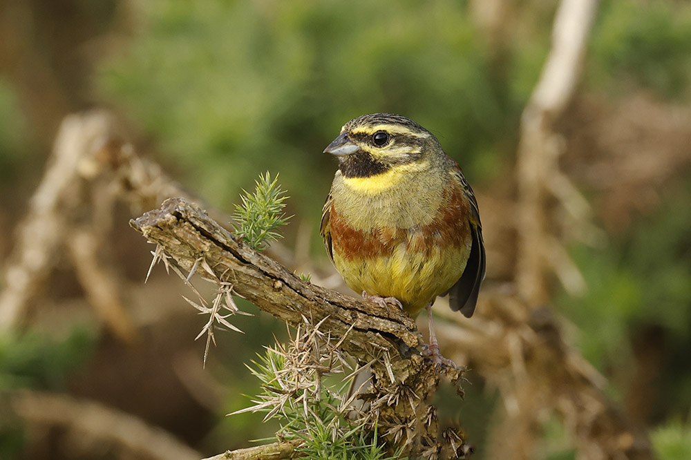 Cirl Bunting by Mick Dryden