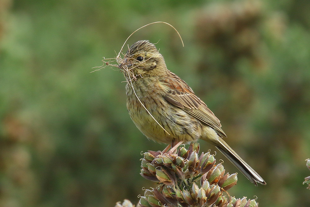 Cirl Bunting by Mick Dryden