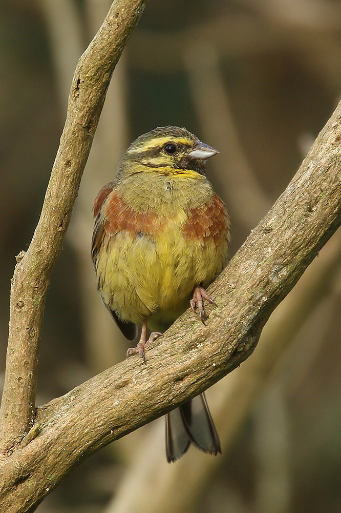 Cirl Bunting by Mick Dryden