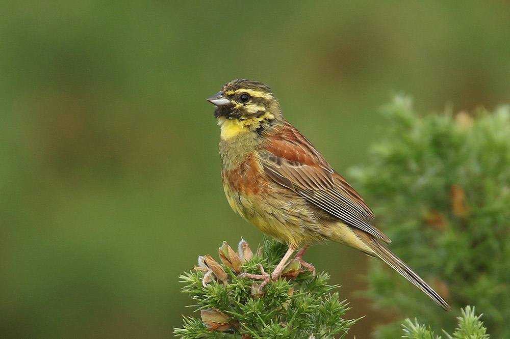 Cirl Bunting by Mick Dryden