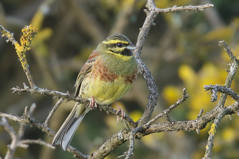 Cirl Bunting by Mick Dryden