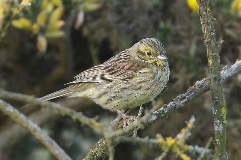 Cirl Bunting by Mick Dryden