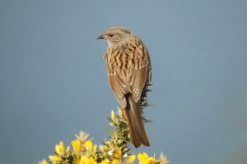 Dunnock by Mick Dryden