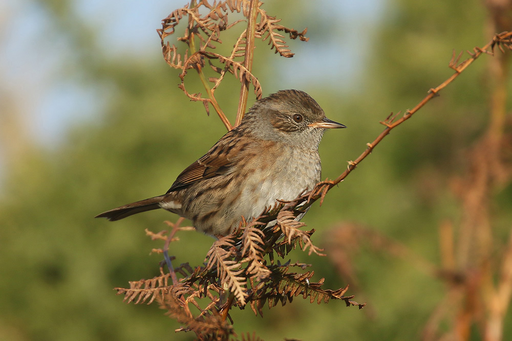 Dunnock by Mick Dryden