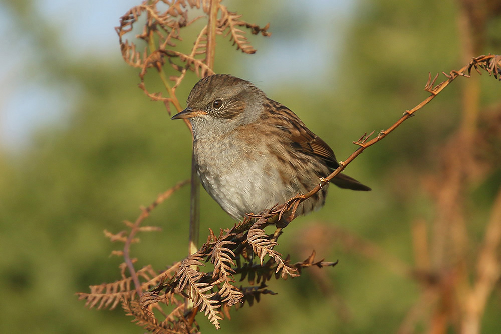 Dunnock by Mick Dryden