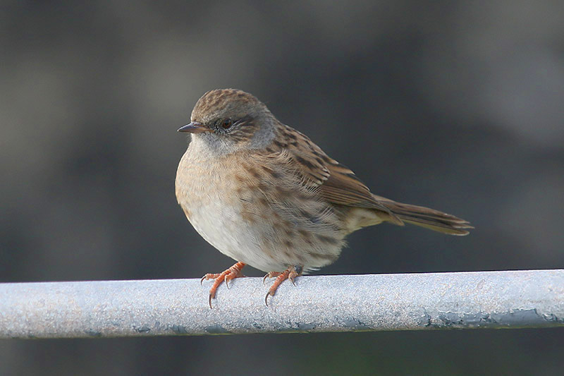 Dunnock by Mick Dryden