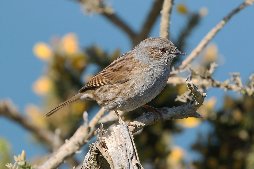 Dunnock by Mick Dryden