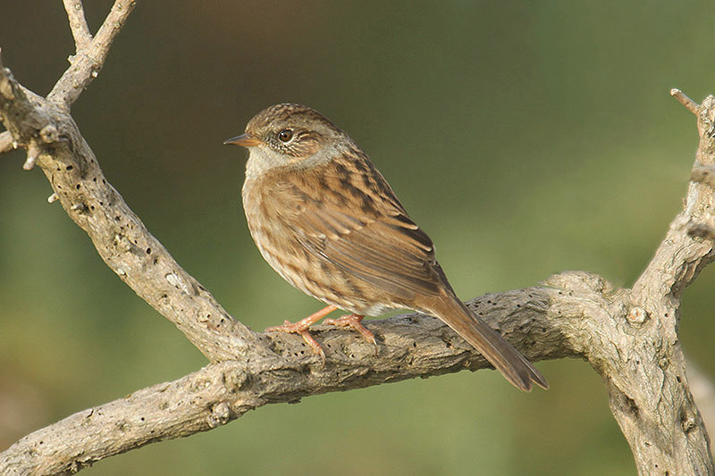 Dunnock by Mick Dryden