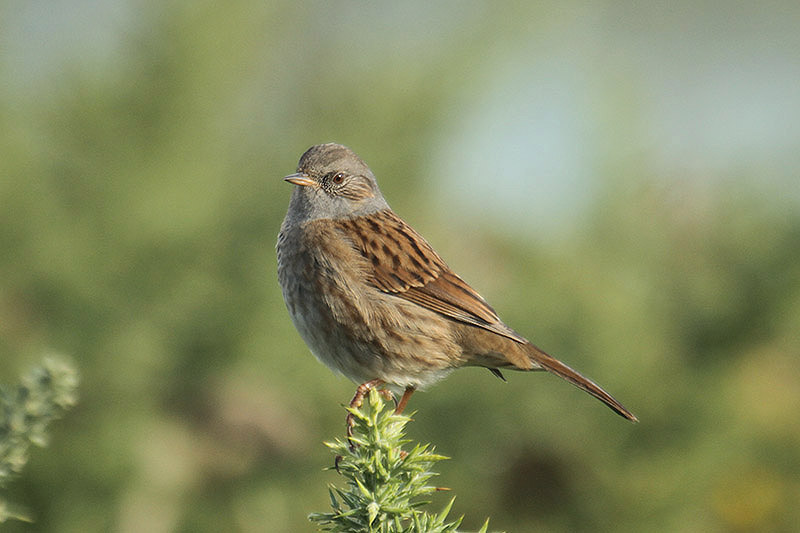 Dunnock by Mick Dryden