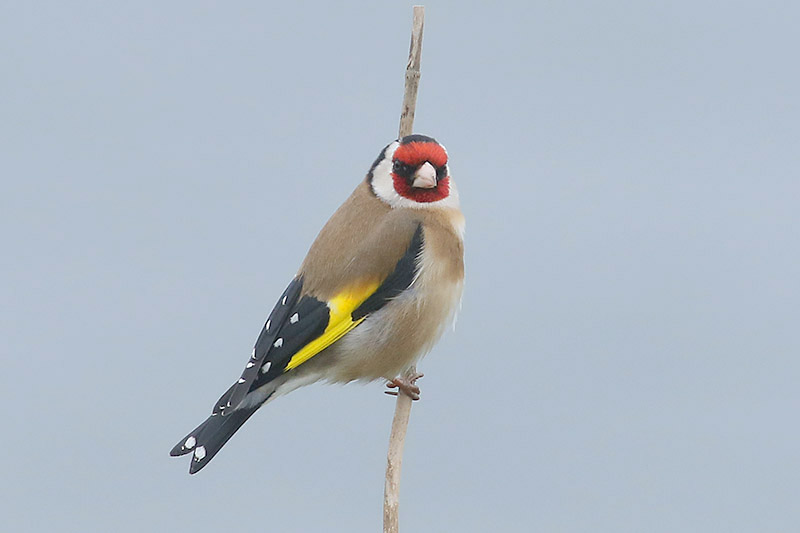 Goldfinch by Mick Dryden