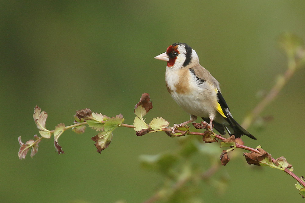 Goldfinch by Mick Dryden