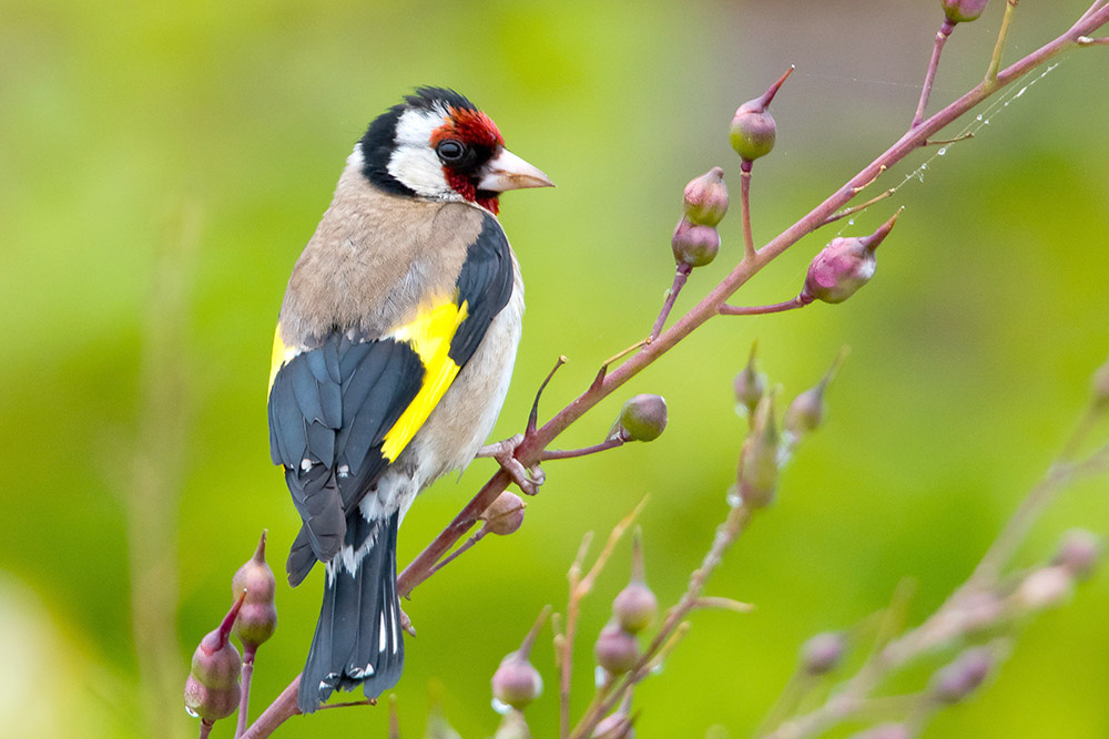 Goldfinch by Romano da Costa