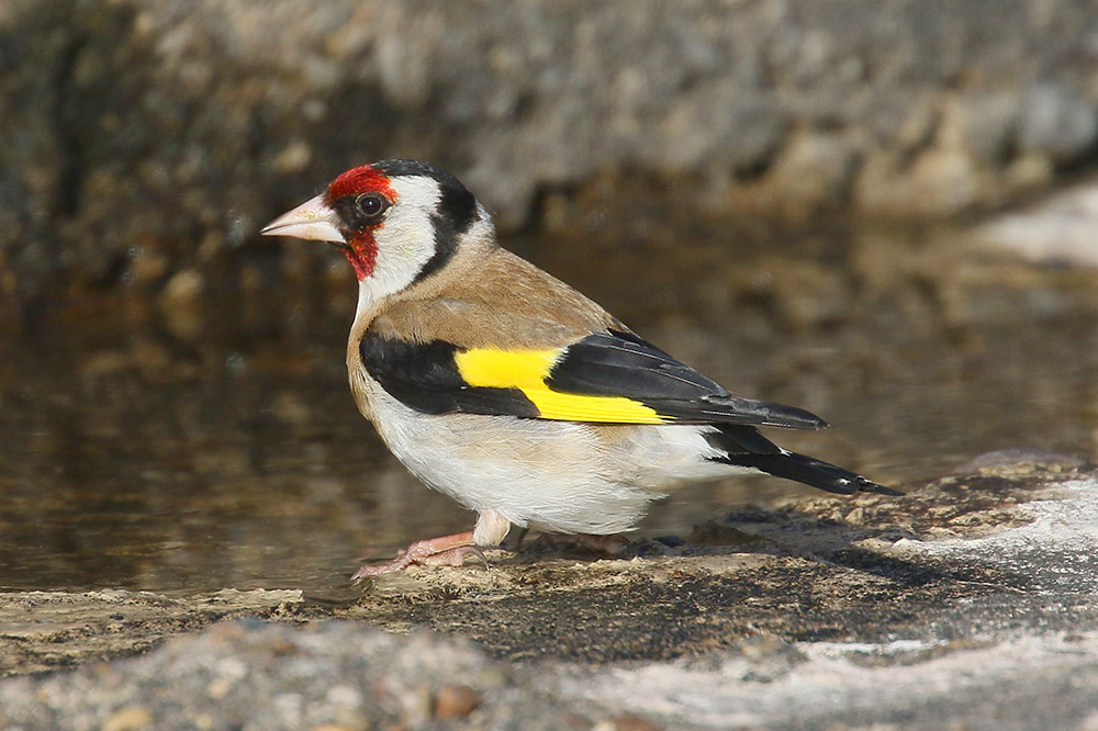 Goldfinch by Mick Dryden