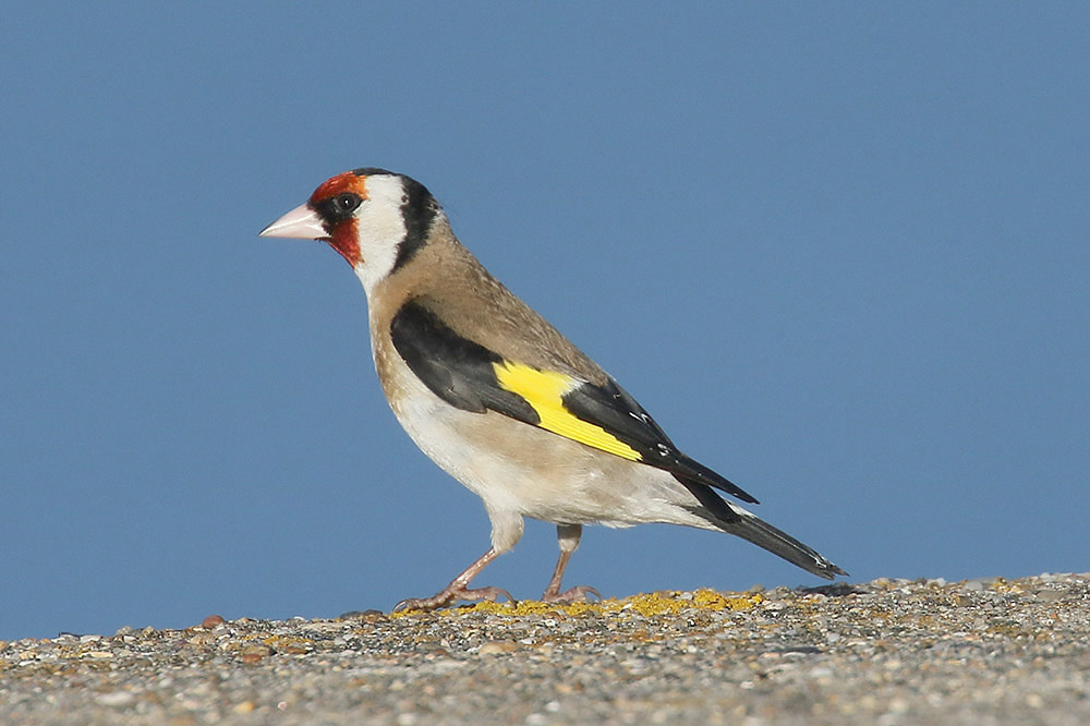 Goldfinch by Mick Dryden